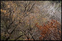 Tangle of bare tree branches and branches with faded leaves. Sequoia National Park ( color)