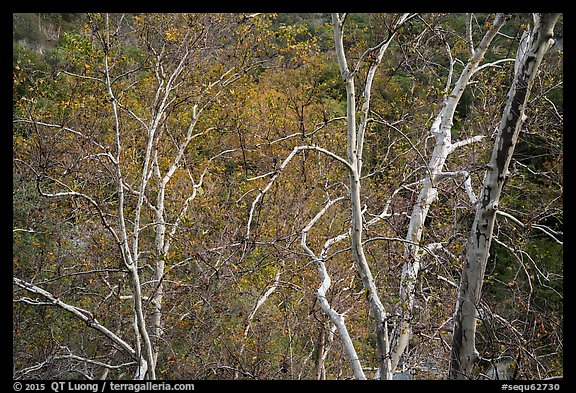 Lightly colored trunks and branches with leaves in autumn colors. Sequoia National Park, California, USA.