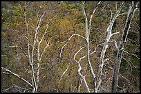 Lightly colored trunks and branches with leaves in autumn colors. Sequoia National Park, California, USA.