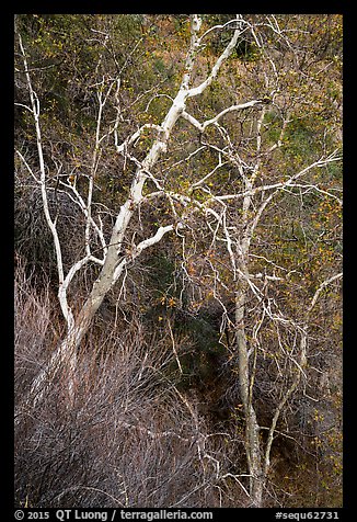 Lightly colored trunks and branches in autumn. Sequoia National Park (color)