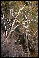 Lightly colored trunks and branches in autumn. Sequoia National Park, California, USA.