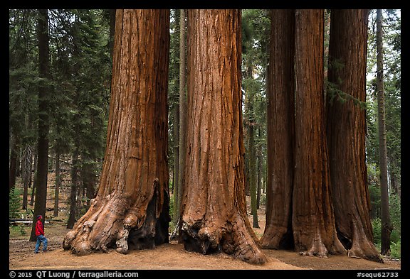 Visitor looking, Parker Group of giant sequoias. Sequoia National Park (color)