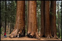 Visitor looking, Parker Group of giant sequoias. Sequoia National Park, California, USA.