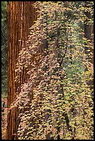 Dogwood in fall foliage and sequoia. Sequoia National Park, California, USA.