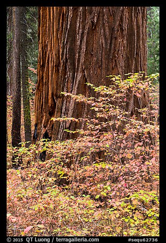 Dogwood leaves and sequoia trunk in autum. Sequoia National Park, California, USA.