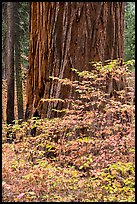 Dogwood leaves and sequoia trunk in autum. Sequoia National Park ( color)