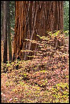 Dogwood leaves and sequoia trunk in autum. Sequoia National Park, California, USA.