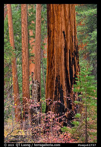 Dogwood and sequoias in autumn. Sequoia National Park (color)