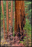 Dogwood and sequoias in autumn. Sequoia National Park ( color)
