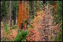 pictures of Sequoia National Park Fall Colors