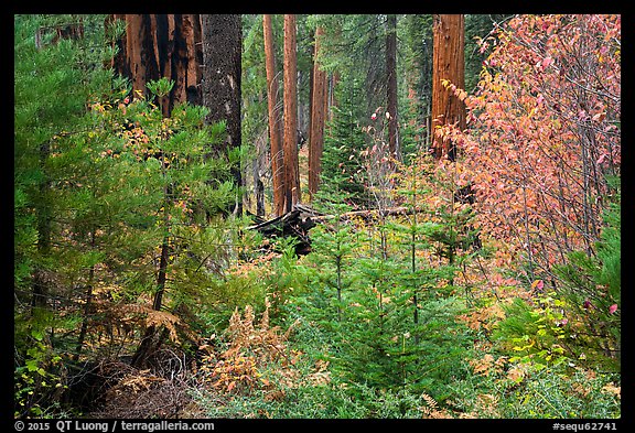 Dogwoods in fall foliage and sequoia forest. Sequoia National Park, California, USA.