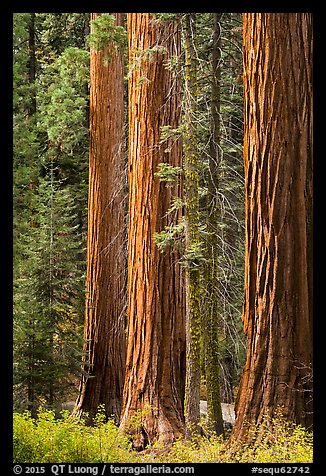 Sequoia trees in autumn. Sequoia National Park, California, USA.