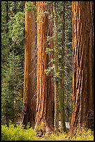 Sequoia trees in autumn. Sequoia National Park ( color)
