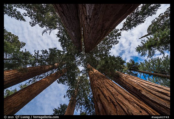 Looking up Parker Group of sequoia trees. Sequoia National Park (color)