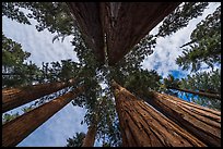 Looking up Parker Group of sequoia trees. Sequoia National Park ( color)