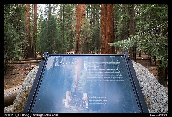 Largest tree on earth interpretive sign. Sequoia National Park (color)