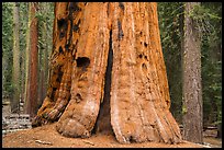 Base of General Lee tree, Giant Forest. Sequoia National Park ( color)