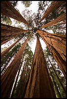 Looking skywards grove of sequoia trees. Sequoia National Park ( color)