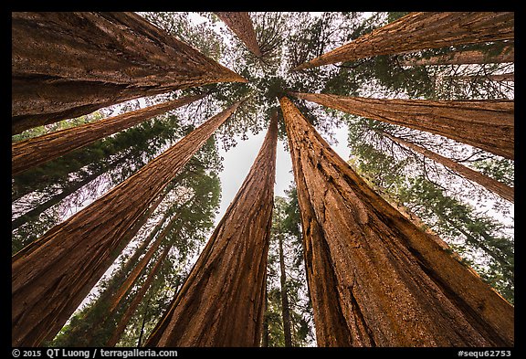 Upwards view of grove of sequoia trees. Sequoia National Park (color)