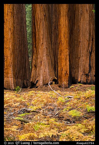 Group of giant sequoias and ferns in autumn. Sequoia National Park, California, USA.