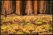 Ferms in autumn colors and grove of giant sequoias. Sequoia National Park, California, USA.