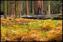 Meadow with ferns in autumn in Giant Forest. Sequoia National Park, California, USA.