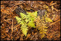 Close-up of ferns and bark from giant sequoias. Sequoia National Park, California, USA.