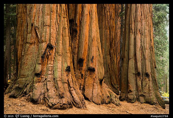 House group of giant sequoia trees, Giant Forest. Sequoia National Park (color)