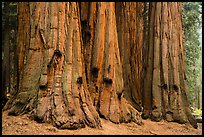 House group of giant sequoia trees, Giant Forest. Sequoia National Park ( color)