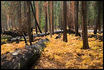 Ferns and burned trees in autumn, Giant Forest. Sequoia National Park, California, USA.