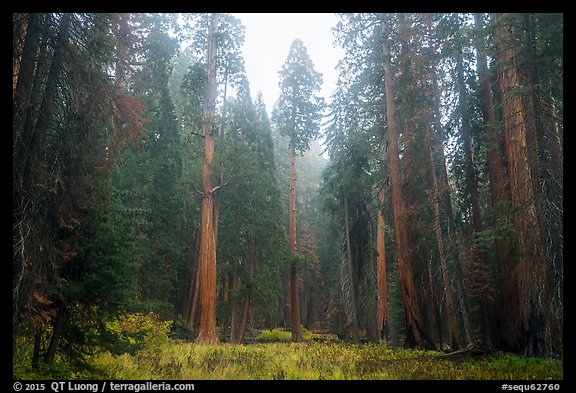Meadow surrounded by sequoia trees in autum, Giant Forest. Sequoia National Park (color)