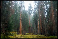 Meadow surrounded by sequoia trees in autum, Giant Forest. Sequoia National Park ( color)