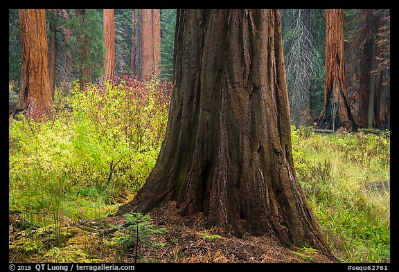 Sequoia trees bordering meadow in autumn, Giant Forest. Sequoia National Park (color)