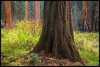 Sequoia trees bordering meadow in autumn, Giant Forest. Sequoia National Park ( color)