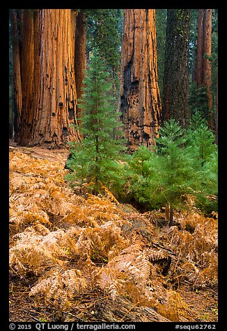 Ferns, sapplings and sequoia trees in autumn. Sequoia National Park, California, USA.