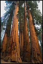 Looking upwards Senate group of sequoias. Sequoia National Park ( color)