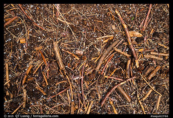 Close-up of ground with fallen branches, needles, and hailstones. Sequoia National Park, California, USA.