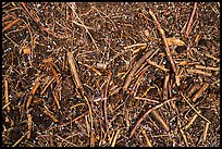 Close-up of ground with fallen branches, needles, and hailstones. Sequoia National Park, California, USA.