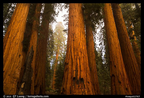 Senate Group of sequoia trees in rain. Sequoia National Park (color)