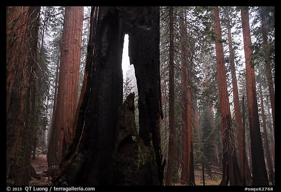 Hollowed sequoia tree, Giant Forest. Sequoia National Park (color)