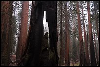 Hollowed sequoia tree, Giant Forest. Sequoia National Park ( color)