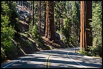 Generals Highway. Sequoia National Park ( color)
