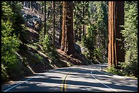 Generals Highway. Sequoia National Park ( color)