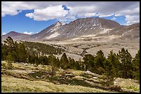 Treeline, Tyndall Creek. Sequoia National Park ( color)