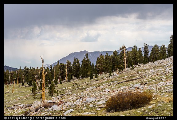 Pine trees at treeline, Tyndall Creek. Sequoia National Park (color)