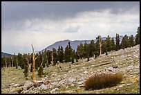 Pine trees at treeline, Tyndall Creek. Sequoia National Park ( color)