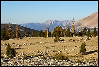 Bighorn Plateau, early morning. Sequoia National Park ( color)