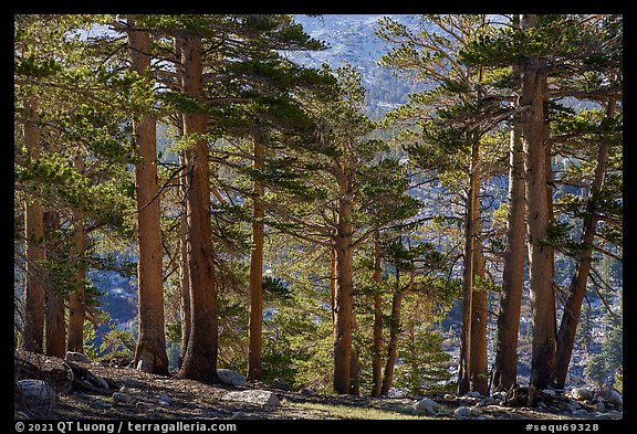 Subalpine Forest near Wright Creek. Sequoia National Park (color)