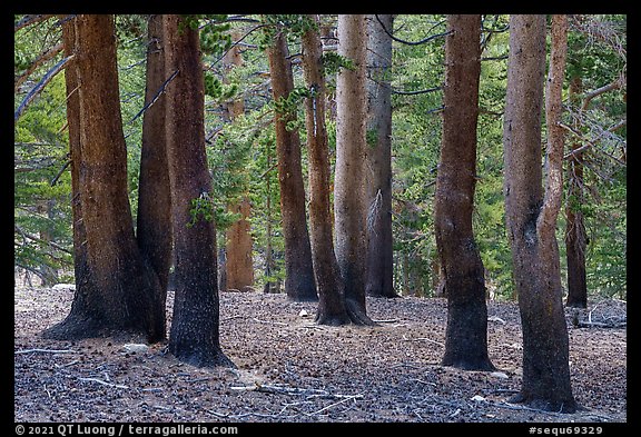 Sierra pine trees near Wright Creek. Sequoia National Park (color)