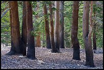 Sierra pine trees near Wright Creek. Sequoia National Park ( color)